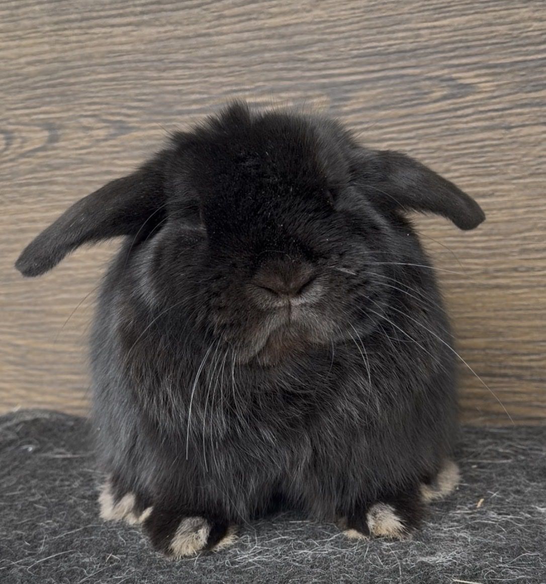 Holland Lop Buck