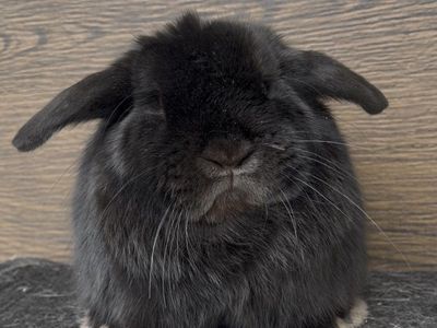 Holland Lop Buck