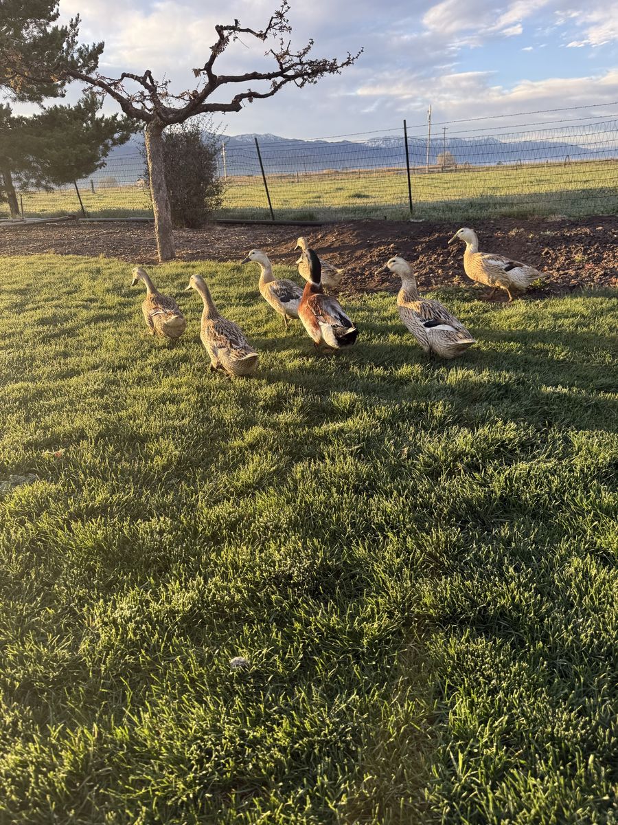 Silver appleyard Duckings