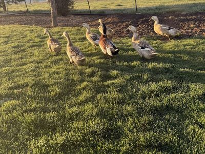 Silver appleyard Duckings