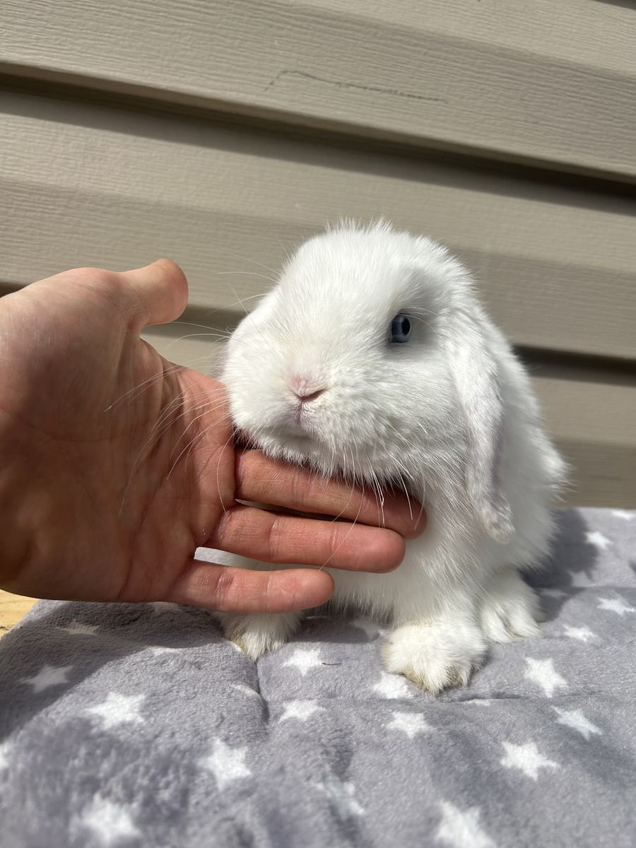 Holland lop buck! Pedigree 3.5 months old