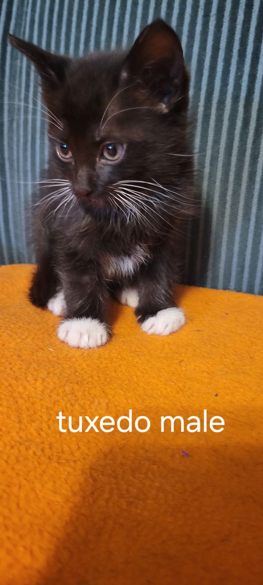 Free kittens