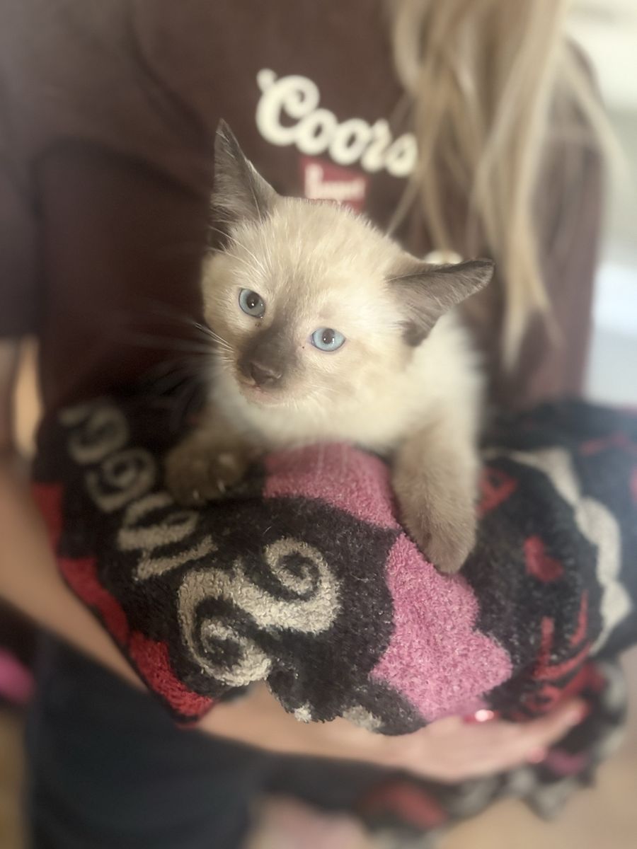 Kittens