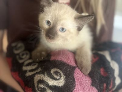 Kittens