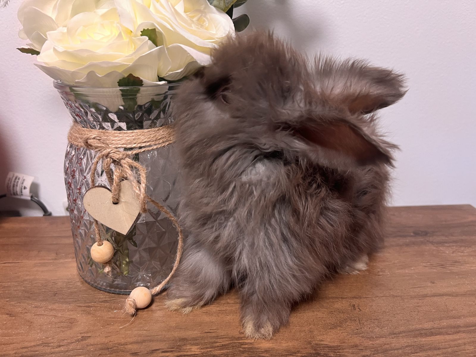English angora babies