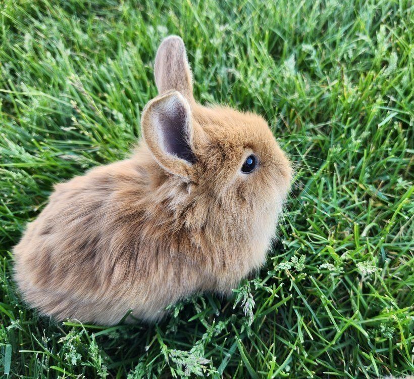 Female baby bunny. Lionhead mix