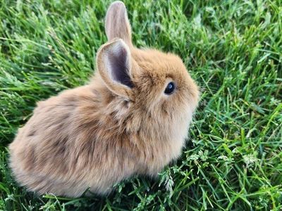 Female baby bunny. Lionhead mix