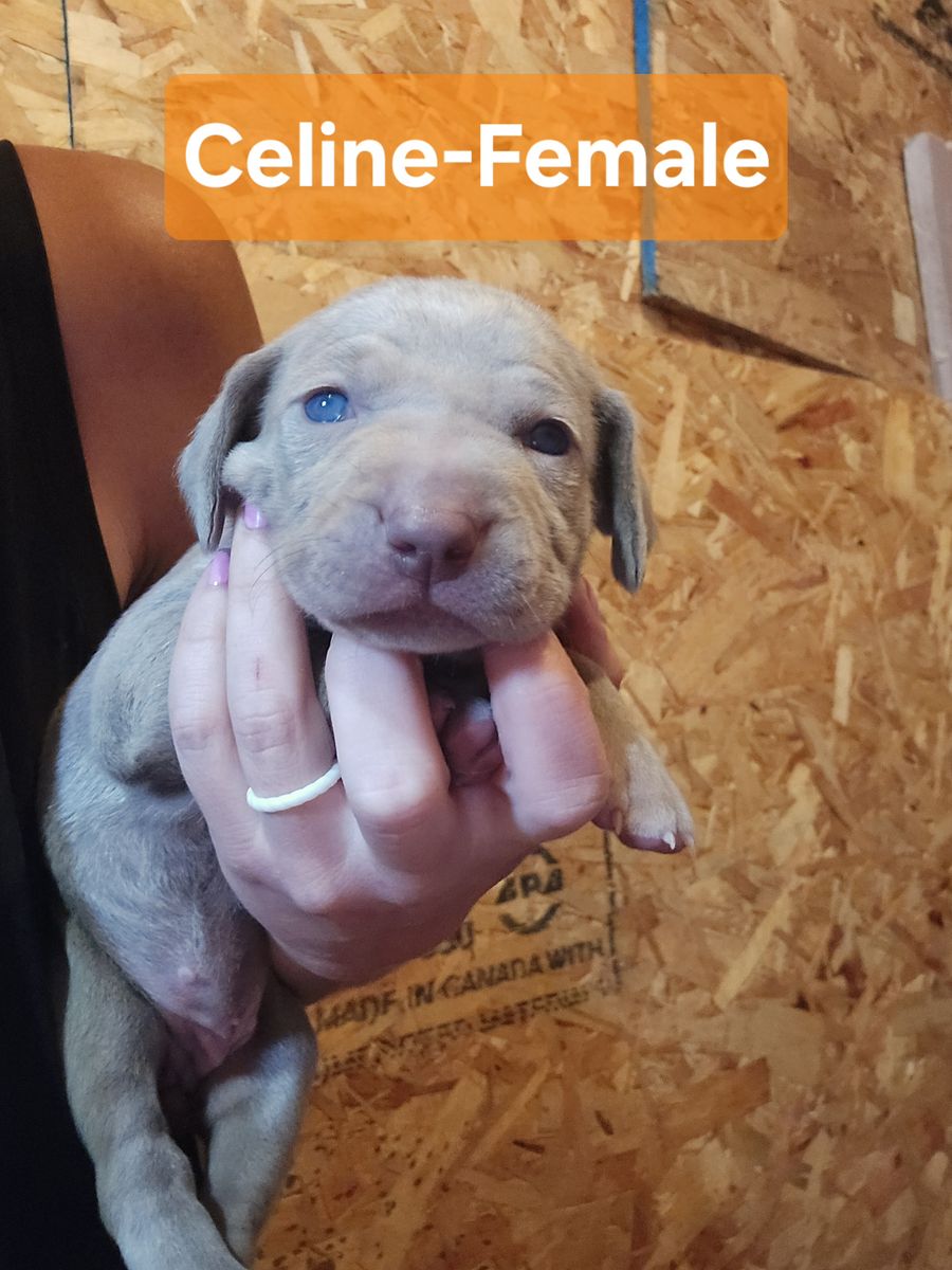AKC Weimaraner Puppies