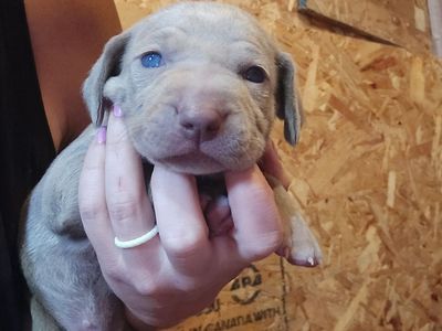 AKC Weimaraner Puppies
