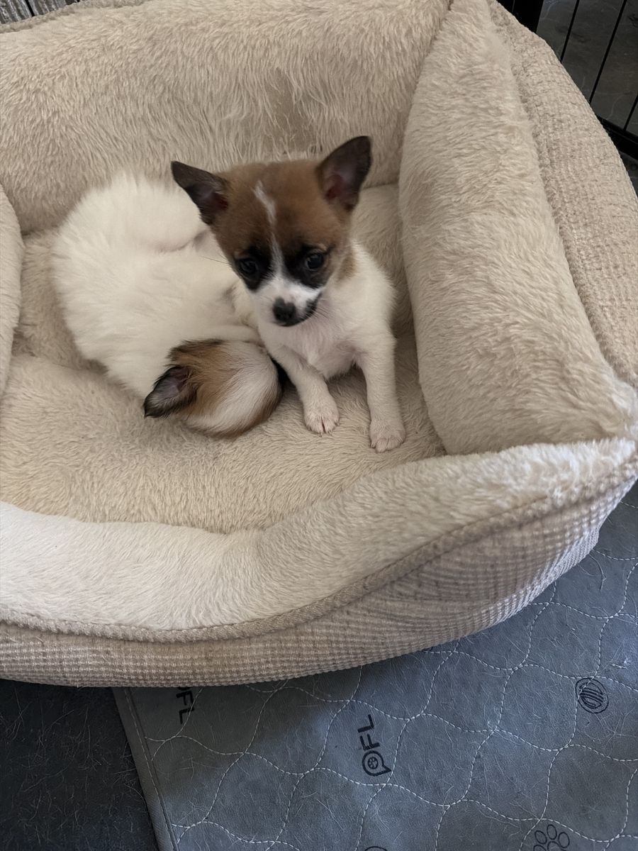 Adorable Chihuahua Puppies - Ready for Their Forever Home!