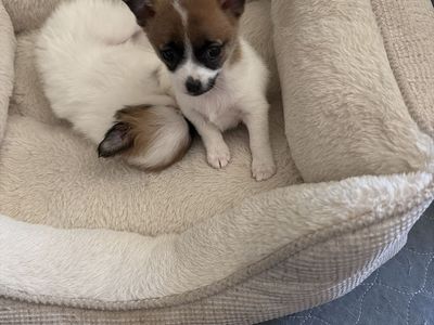 Adorable Chihuahua Puppies - Ready for Their Forever Home!