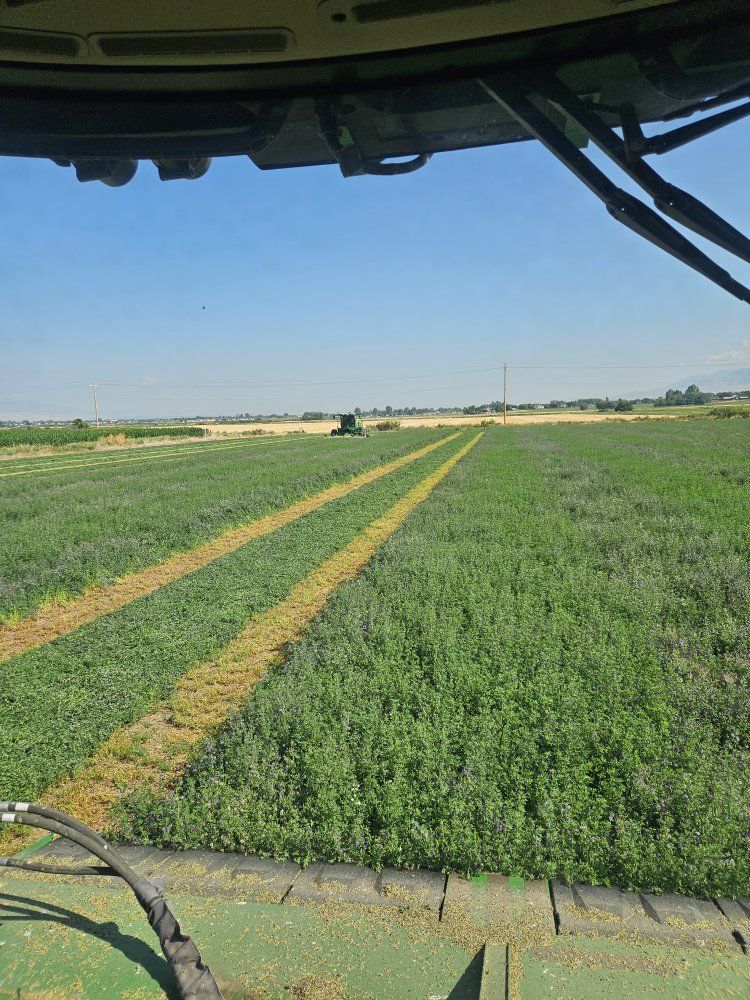 Alfalfa 4x4x8