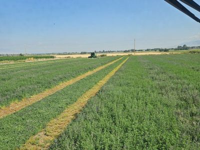 Alfalfa 4x4x8