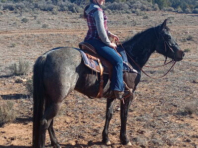 Beautiful 2021 AQHA blue roan mare