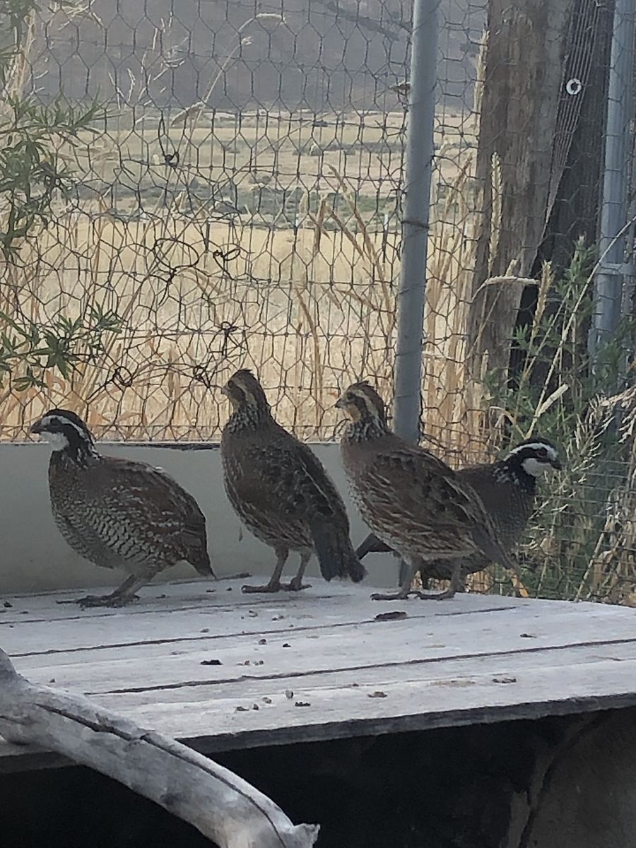 Bobwhite Quail