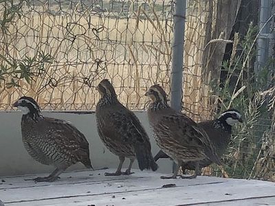 Bobwhite Quail