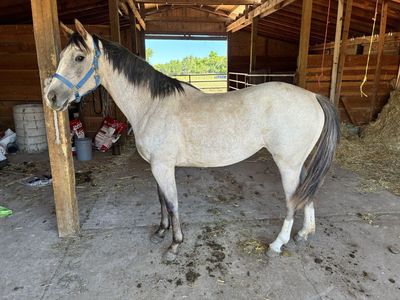 Aqha filly