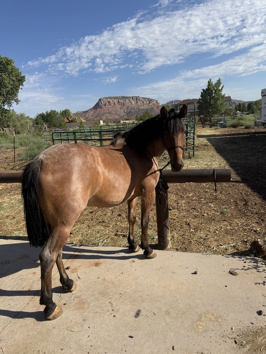 1/2 Quarter horse 1/2 Percheron mare