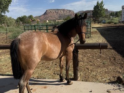 1/2 Quarter horse 1/2 Percheron mare