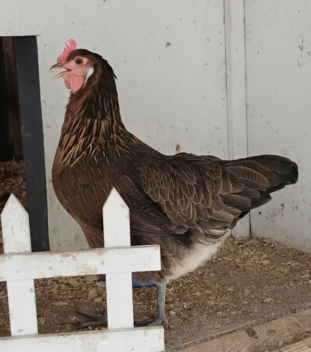 Various Breeds Laying Hens - Healthy, Active, and Ready for New Homes
