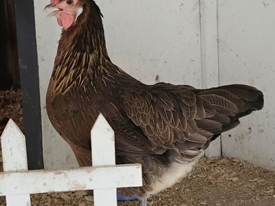 Various Breeds Laying Hens - Healthy, Active, and Ready for New Homes