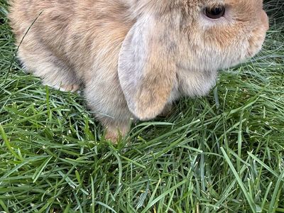 Female Holland Lop bunny