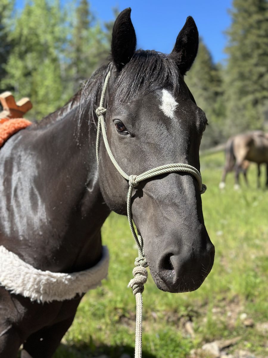 Black Gelding AQHA