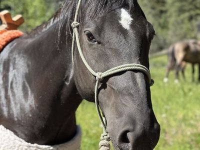 Black Gelding AQHA