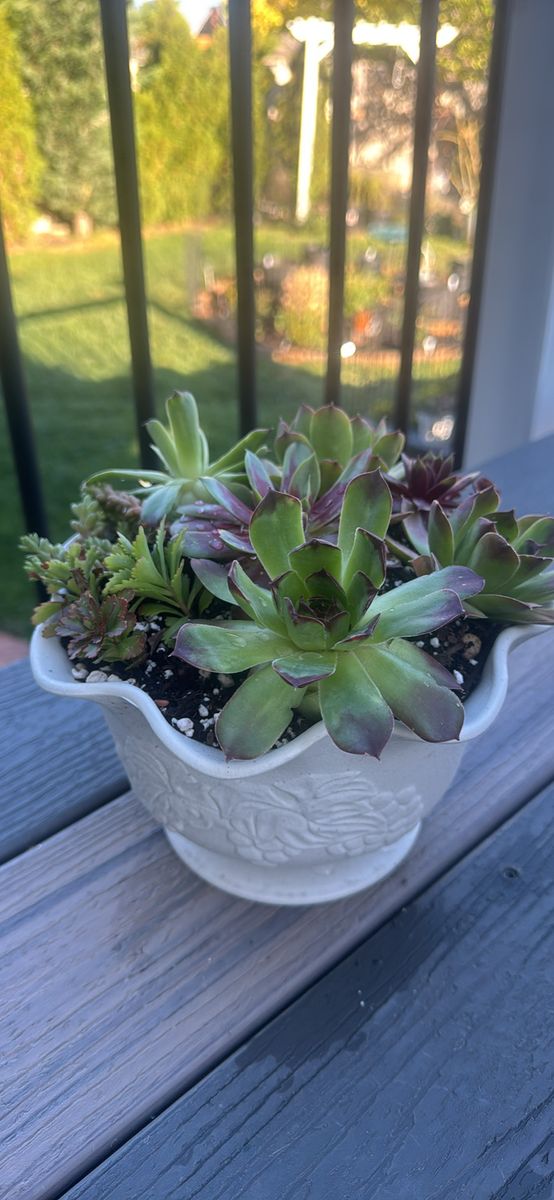Real succulents sempervivum sedum in fancy planter