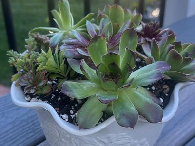Real succulents sempervivum sedum in fancy planter