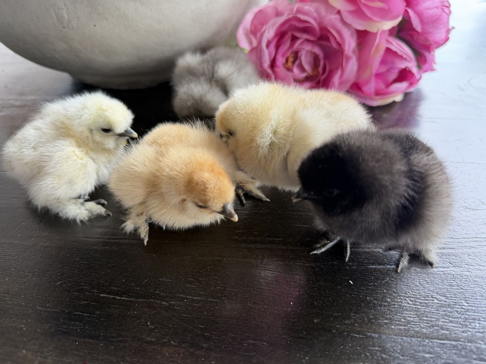 Silkie chicks available