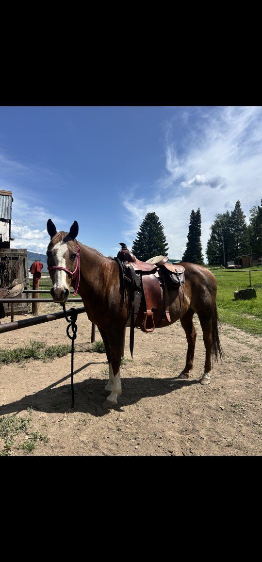 Grade QH mare
