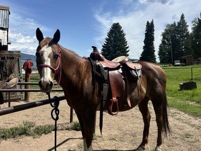 Grade QH mare