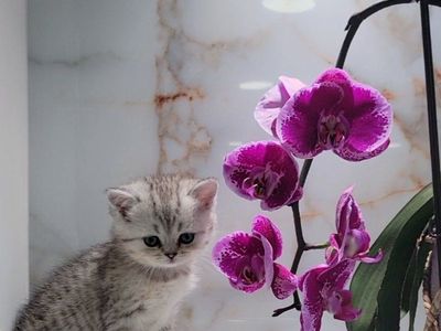 1 Scottish straight kitten left