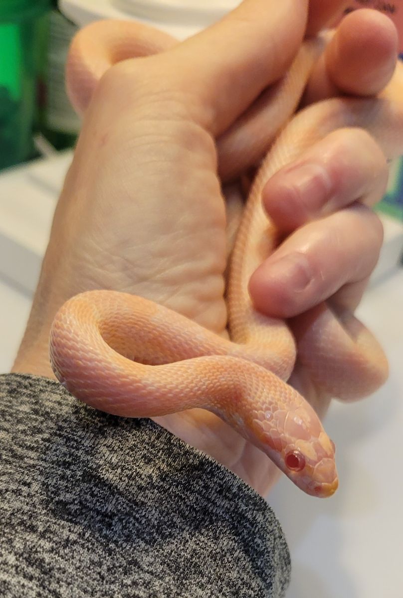 Beautiful 8 Month Old Female Salmon Corn Snake