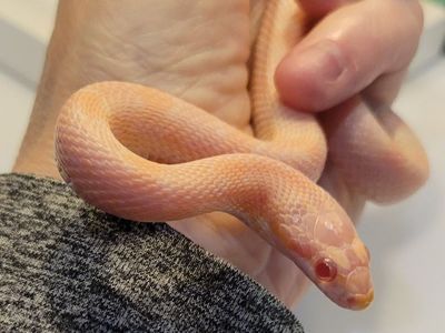 Beautiful 8 Month Old Female Salmon Corn Snake