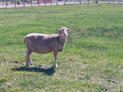 Sheep for sale