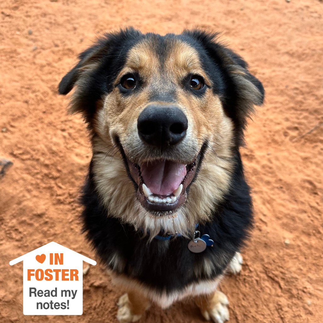 Hello my name is Bolt