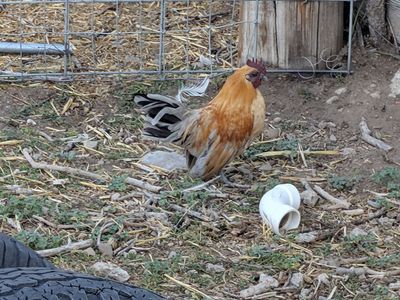 Azteca Bantam Rooster - Gold and Black Feathered Young Rooster