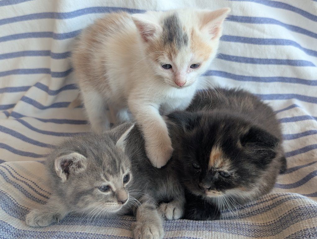 Beautiful litterbox trained kittens