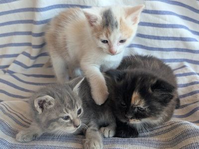 Beautiful litterbox trained kittens