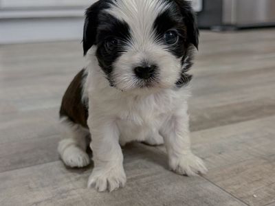 Purebred Imperial Shih Tzu Puppies