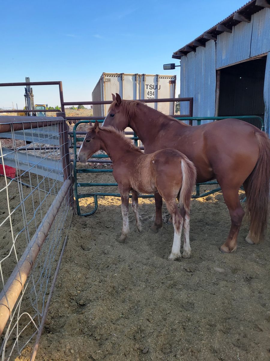 Mare/foal