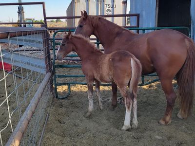 Mare/foal