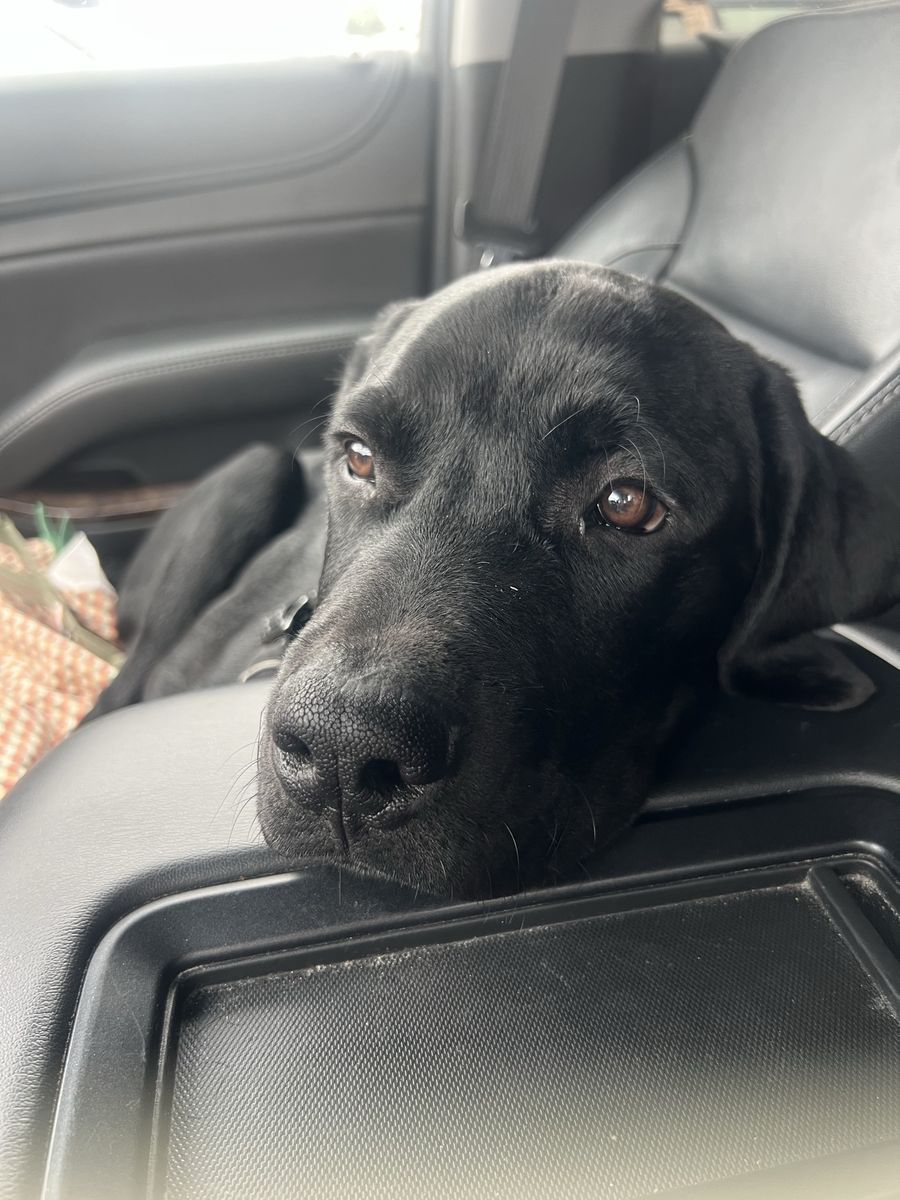 Puppy (5mo)