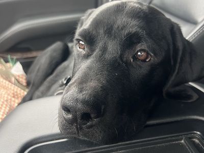 Puppy (5mo)