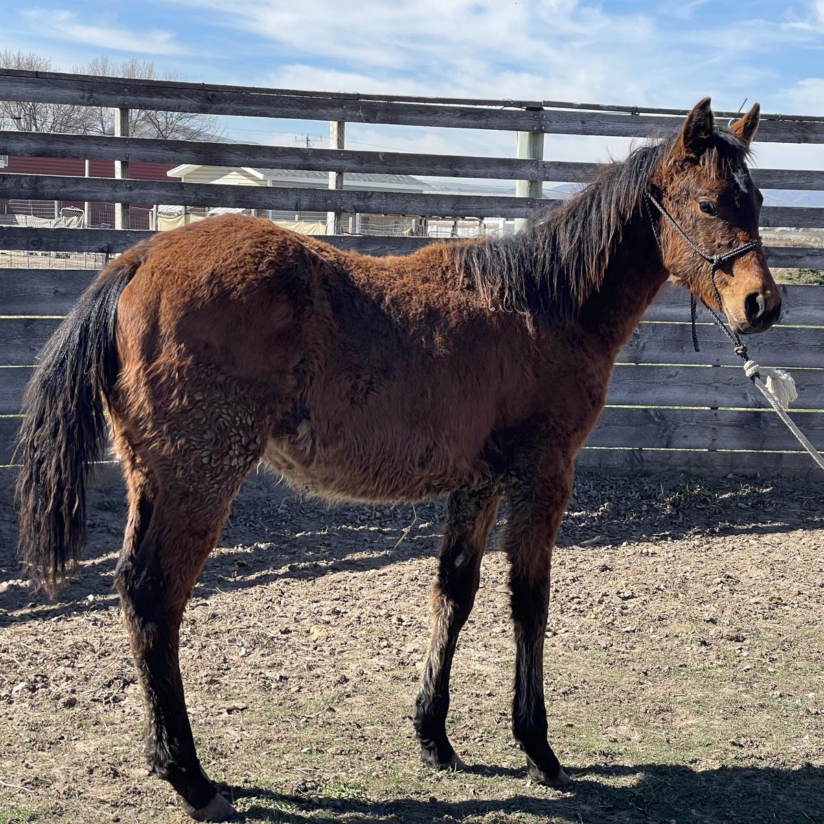 AQHA 2025 Bay Yearling Filly