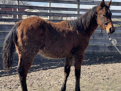 AQHA 2025 Bay Yearling Filly