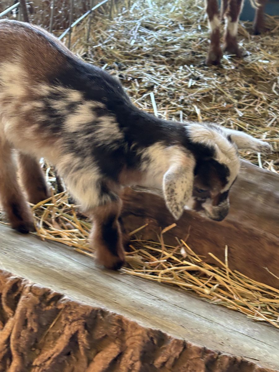 TRI-COLORED NIGERIAN DWARF BOTTLE BUCKLING!