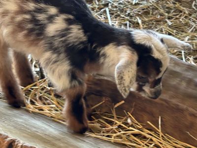 TRI-COLORED NIGERIAN DWARF BOTTLE BUCKLING!